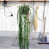Rhipsalis spec. HU 992