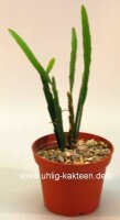 Rhipsalis spec. HU 992