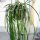 Rhipsalis spec. HU 992