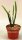 Rhipsalis spec. HU 992