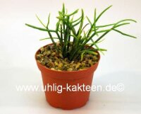 Rhipsalis spec. HU 994