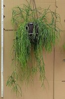 Rhipsalis spec. HU 994
