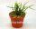 Rhipsalis spec. HU 994