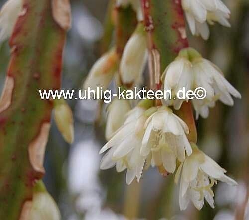 Rhipsalis spec. HU 997