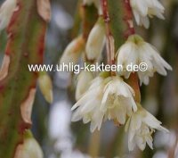 Rhipsalis spec. HU 997