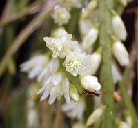 Rhipsalis spec. HU 997