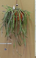 Rhipsalis spec. HU 997