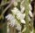 Rhipsalis spec. HU 997