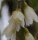 Rhipsalis spec. HU 997