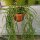 Rhipsalis sulcata