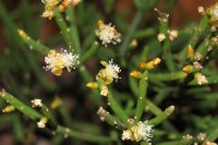 Rhipsalis teres