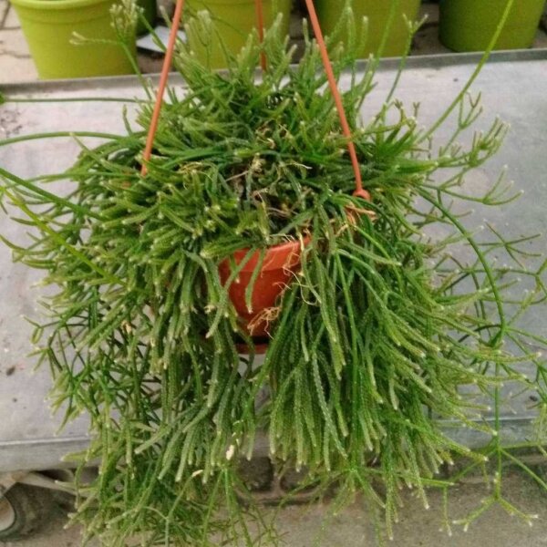Rhipsalis teres