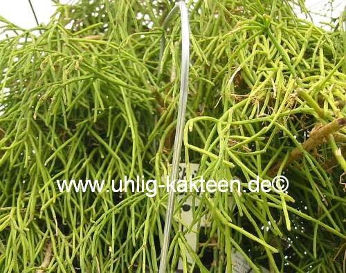 Rhipsalis teres fa. capilliformis