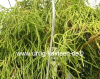 Rhipsalis teres fa. capilliformis