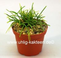 Rhipsalis teres fa. capilliformis