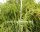 Rhipsalis teres fa. capilliformis