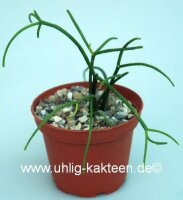 Rhipsalis teres fa. capilliformis aff. HU 1117