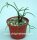 Rhipsalis teres fa. capilliformis aff. HU 1117