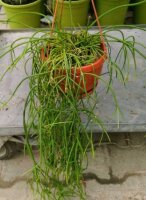 Rhipsalis teres fa. capilliformis aff. HU 845