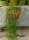 Rhipsalis teres fa. capilliformis aff. HU 845