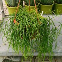 Rhipsalis teres fa. heteroclada HU 1002