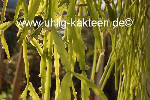 Rhipsalis wercklei