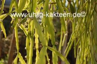 Rhipsalis wercklei