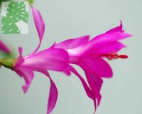 Schlumbergera-Hybr. Lena Goodfellow I