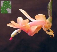 Schlumbergera-Hybr. Christmas Flame