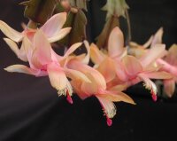 Schlumbergera-Hybr. Christmas Flame