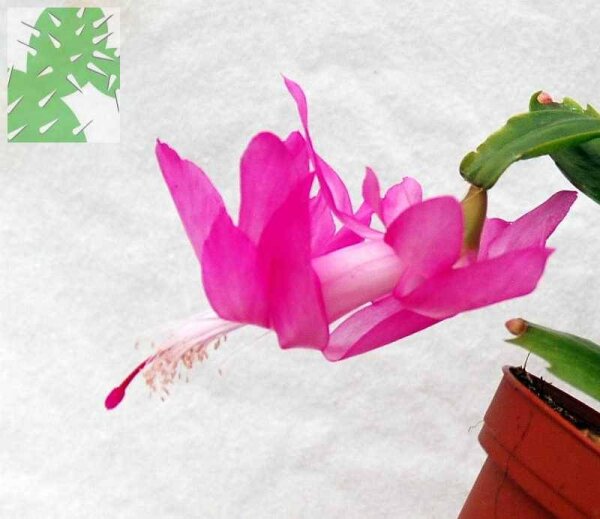 Schlumbergera-Hybr. Dutch April