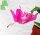 Schlumbergera-Hybr. Dutch April