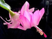 Schlumbergera-Hybr. Frau Silber