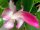 Schlumbergera-Hybr. Frau Silber