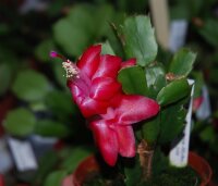 Schlumbergera-Hybr. Red Radiance