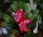 Schlumbergera-Hybr. Red Radiance