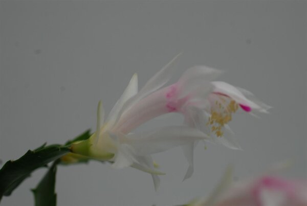 Schlumbergera-Hybr. White Christmas