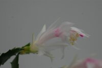 Schlumbergera-Hybr. White Christmas