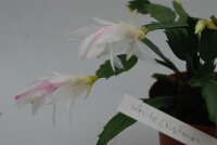 Schlumbergera-Hybr. White Christmas