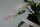 Schlumbergera-Hybr. White Christmas