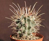 Sclerocactus uncinatus ssp. wrightii (Glandulicactus...