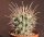 Sclerocactus uncinatus ssp. wrightii (Glandulicactus uncinatus v. wrightii)