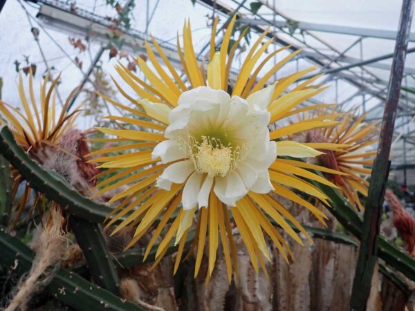 Selenicereus grandiflorus