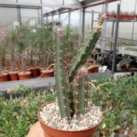 Selenicereus grandiflorus fo. rubra