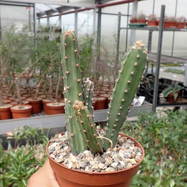 Selenicereus grandiflorus v. knuthianus
