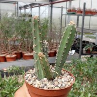 Selenicereus grandiflorus v. knuthianus