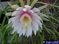 Selenicereus inermis
