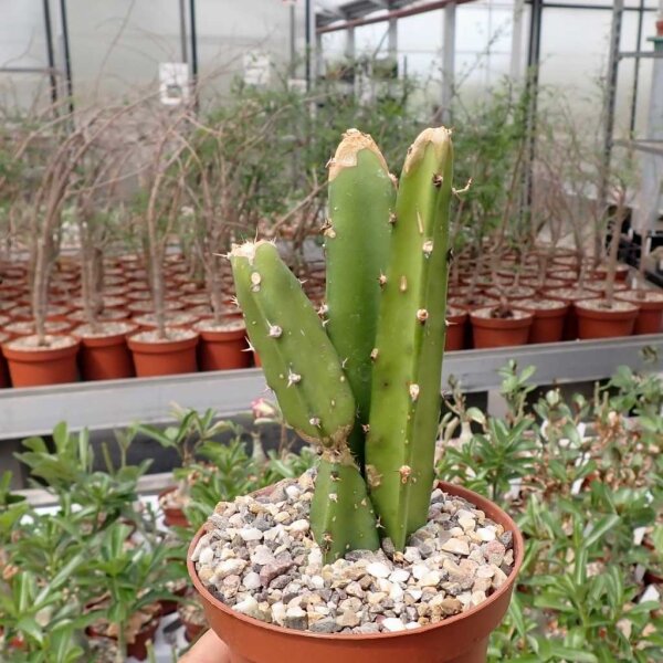 Selenicereus megalanthus