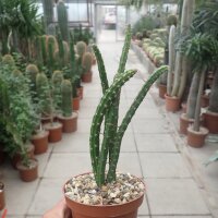 Selenicereus vagans