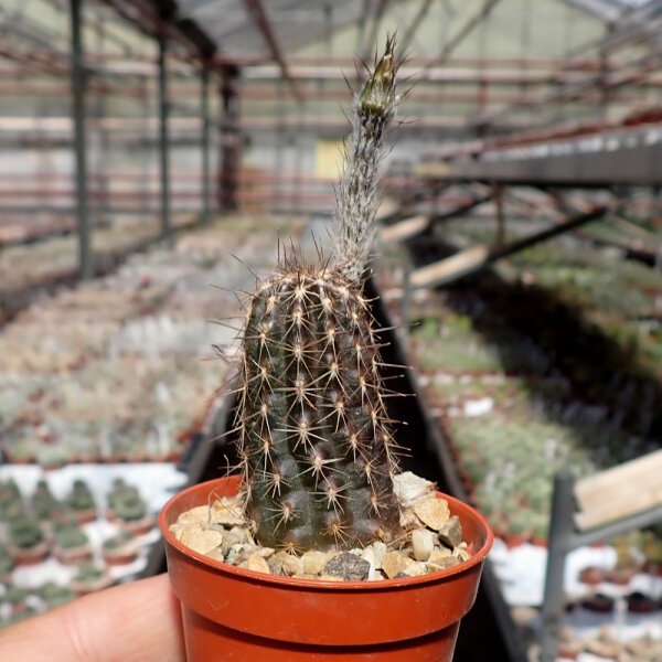 Setiechinopsis mirabilis